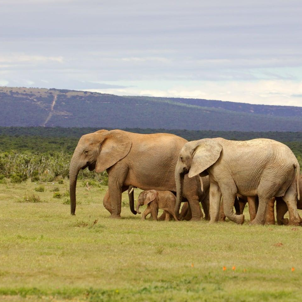 Elephant Aid International (EAI) - Global Cultural Adventurers